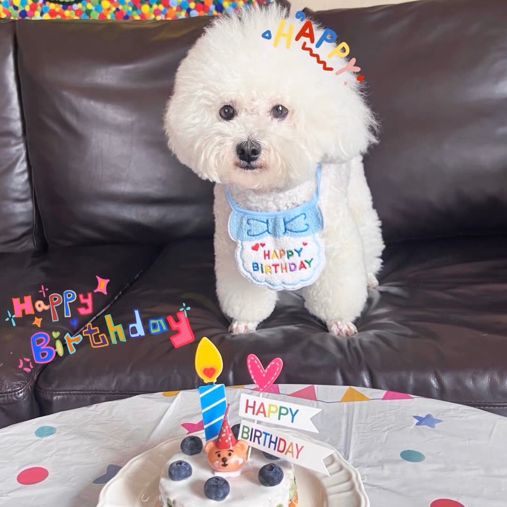 Pet birthday bib Pet Slogan bib dog clothes